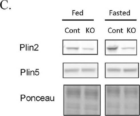 Relative levels of hepatic proteins and mRNAs of PAT family genes in the male mice fed the Western diet for 3 weeks starting at 6 weeks of age. (A) Immunoblots of perilipins and control proteins. (B) Densitometry of the immunoblots in A (n = 5–6). (C) Relative levels of hepatic mRNAs for perilipins in the mice at necropsy (n = 5–6). *P  p<0.05 compared to Control Fasted. Image collected and cropped by CiteAb from the following open publication (//pubmed.ncbi.nlm.nih.gov/35259201), licensed under a CC0-1.0 license. Not internally tested by Novus Biologicals.