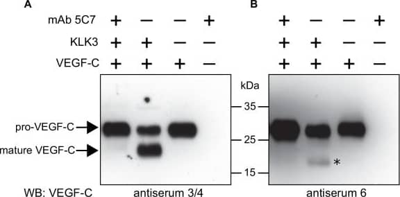 Western Blot: VEGF-C Antibody [NB110-61022] - Kallikrein-related peptidase 3 (KLK3)/Prostate specific antigen (PSA) activates VEGF-C.(A, B) Cleavage of pro-VEGF-C by KLK3 (PSA). Pro-VEGF-C was incubated with or without KLK3, with & without the monoclonal antibody against KLK3 (5C7). Detection of VEGF-C in Western blots probed with antiserum 6 & 3/4, resulting in the detection of pro-VEGF-C (29/31 kDa) & activated, mature VEGF-C (21/23 kDa). The band marked by the asterisk likely represents the N-terminal propeptide (~15 kDa) which is detected by the antiserum 6. Note that for the image shown for antiserum 6, two different exposures of the same blot were merged (n = 3). (C, D) VEGF-C processed by KLK3 is biologically active in Ba/F3 cell assays, which translate activation of a hybrid VEGFR/EpoR receptor into cell survival (n = 2). Error bars indicate SD.10.7554/eLife.44478.004Figure 1—source data 1.Ba/F3 assay showing the activity of KLK3-cleaved VEGF-C.Ba/F3 assay showing the activity of KLK3-cleaved VEGF-C. Image collected & cropped by CiteAb from the following publication (//pubmed.ncbi.nlm.nih.gov/31099754), licensed under a CC-BY license. Not internally tested by Novus Biologicals.