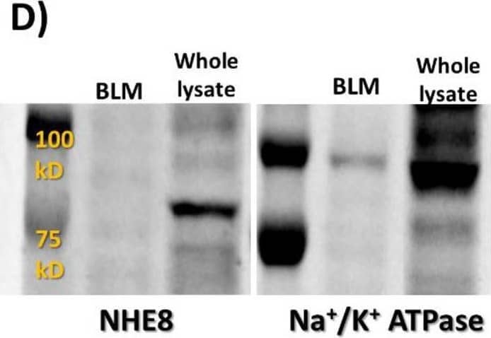 Western Blot NHE8 Antibody (7A11) - BSA Free