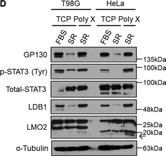 General application of polymer X using various cancer cell lines. (A) Images of tumor spheroids cultured in each indicated cell line on TCP or polymer X for 8 days. Scale bar, 40 μm. (B) Cell lysates from A1207 and LN18 GBM cells cultured on TCP or polymer X for 8 days were immunoblotted with antibodies specific to GP130, p-STAT3, total STAT3, LMO2, LDB1, and  alpha -tubulin. (C) Cell lysates from U87MG and LN229 GBM cells cultured on TCP or polymer X for 8 days were immunoblotted with antibodies specific to GP130, p-STAT3, total STAT3, LMO2, LDB1, and  alpha -tubulin. (D) Cell lysates from T98G GBM cells and HeLa cells cultured on TCP or polymer X for 8 days were immunoblotted with antibodies specific to GP130, p-STAT3, total STAT3, LMO2, LDB1, and ɑ-tubulin. The arrow means LMO2. Image collected and cropped by CiteAb from the following open publication (//pubmed.ncbi.nlm.nih.gov/36359204), licensed under a CC-BY license. Not internally tested by Novus Biologicals.