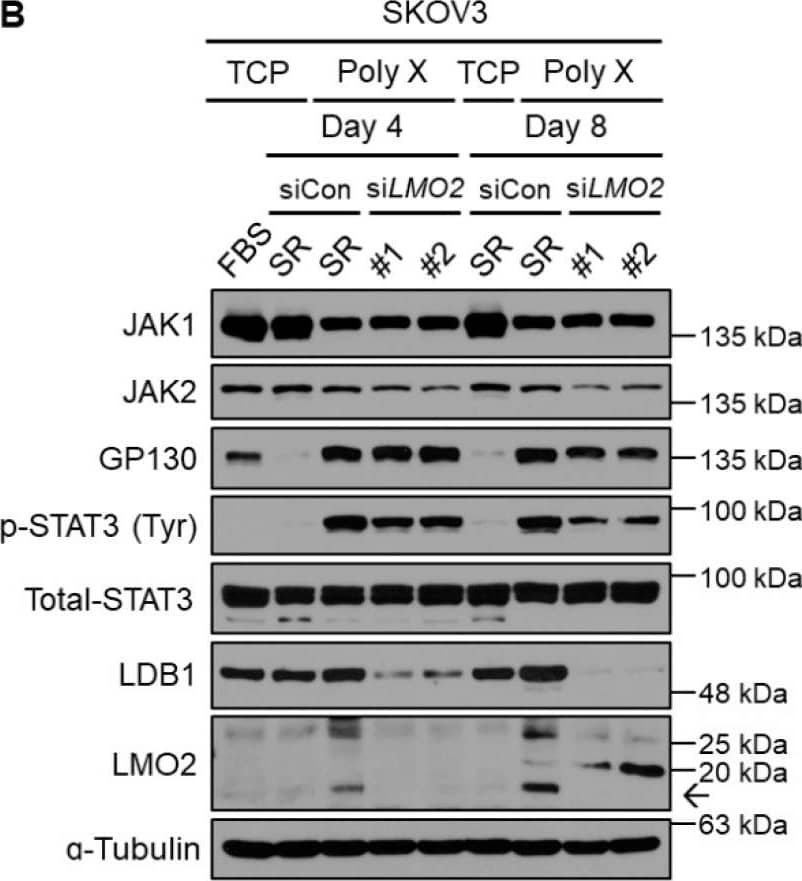 Long-term activation of STAT3 signaling via LMO2-LDB1 complex. (A) Cell lysates from SKOV3 cancer cells cultured on polymer X by date were immunoblotted with antibodies specific to JAK1, JAK2, GP130, p-STAT3, total STAT3, LMO2, LDB1, and  alpha -tubulin. (B) Cell lysates from SKOV3 cancer cells transfected with either non-target siRNA or siLMO2, cultured on TCP or polymer X on days 4 and 8, were immunoblotted with antibodies specific to JAK1, JAK2, GP130, p-STAT3, total STAT3, LMO2, LDB1, and  alpha -tubulin. (C) Cell lysates from SKOV3 cancer cells transfected with either non-target siRNA or siLDB1, cultured on TCP or polymer X on days 4 and 8, were immunoblotted with antibodies specific to JAK1, JAK2, GP130, p-STAT3, total STAT3, LMO2, LDB1, and  alpha -tubulin. (D) Image obtained by culturing STAT3 GFP-negative cell line transfected with either non-target siRNA or siLMO2 andsiLDB1, cultured on polymer X for 8 days using IncuCyte system. Scale bar, 200 μm. The arrow means LMO2. Image collected and cropped by CiteAb from the following open publication (//pubmed.ncbi.nlm.nih.gov/36359204), licensed under a CC-BY license. Not internally tested by Novus Biologicals.
