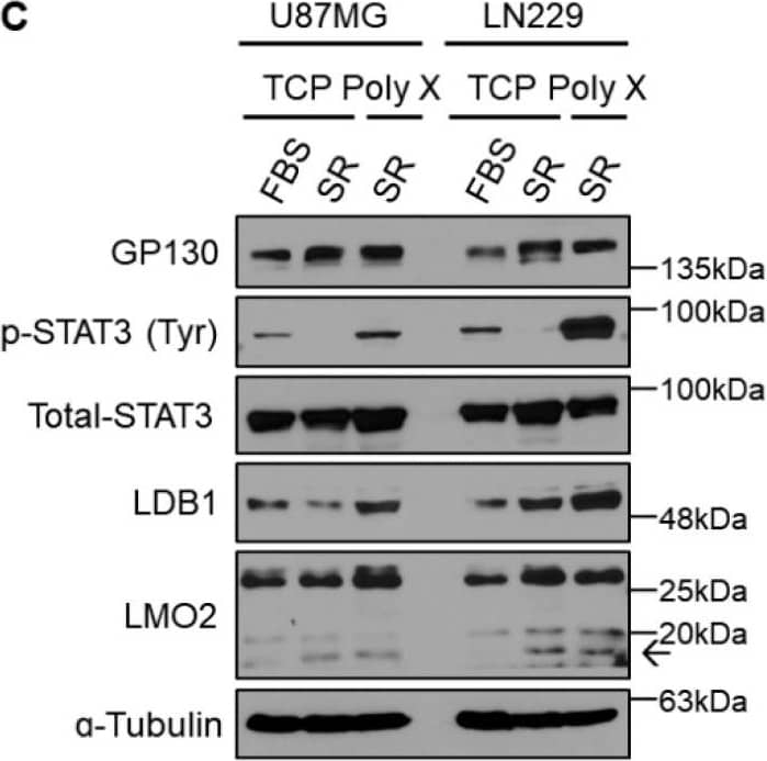 General application of polymer X using various cancer cell lines. (A) Images of tumor spheroids cultured in each indicated cell line on TCP or polymer X for 8 days. Scale bar, 40 μm. (B) Cell lysates from A1207 and LN18 GBM cells cultured on TCP or polymer X for 8 days were immunoblotted with antibodies specific to GP130, p-STAT3, total STAT3, LMO2, LDB1, and  alpha -tubulin. (C) Cell lysates from U87MG and LN229 GBM cells cultured on TCP or polymer X for 8 days were immunoblotted with antibodies specific to GP130, p-STAT3, total STAT3, LMO2, LDB1, and  alpha -tubulin. (D) Cell lysates from T98G GBM cells and HeLa cells cultured on TCP or polymer X for 8 days were immunoblotted with antibodies specific to GP130, p-STAT3, total STAT3, LMO2, LDB1, and ɑ-tubulin. The arrow means LMO2. Image collected and cropped by CiteAb from the following open publication (//pubmed.ncbi.nlm.nih.gov/36359204), licensed under a CC-BY license. Not internally tested by Novus Biologicals.