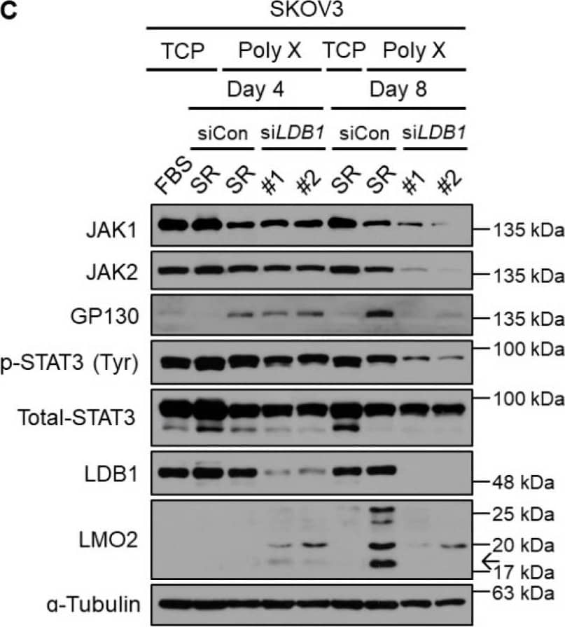 Long-term activation of STAT3 signaling via LMO2-LDB1 complex. (A) Cell lysates from SKOV3 cancer cells cultured on polymer X by date were immunoblotted with antibodies specific to JAK1, JAK2, GP130, p-STAT3, total STAT3, LMO2, LDB1, and  alpha -tubulin. (B) Cell lysates from SKOV3 cancer cells transfected with either non-target siRNA or siLMO2, cultured on TCP or polymer X on days 4 and 8, were immunoblotted with antibodies specific to JAK1, JAK2, GP130, p-STAT3, total STAT3, LMO2, LDB1, and  alpha -tubulin. (C) Cell lysates from SKOV3 cancer cells transfected with either non-target siRNA or siLDB1, cultured on TCP or polymer X on days 4 and 8, were immunoblotted with antibodies specific to JAK1, JAK2, GP130, p-STAT3, total STAT3, LMO2, LDB1, and  alpha -tubulin. (D) Image obtained by culturing STAT3 GFP-negative cell line transfected with either non-target siRNA or siLMO2 andsiLDB1, cultured on polymer X for 8 days using IncuCyte system. Scale bar, 200 μm. The arrow means LMO2. Image collected and cropped by CiteAb from the following open publication (//pubmed.ncbi.nlm.nih.gov/36359204), licensed under a CC-BY license. Not internally tested by Novus Biologicals.
