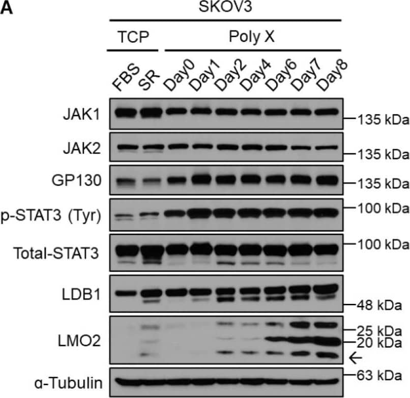 Long-term activation of STAT3 signaling via LMO2-LDB1 complex. (A) Cell lysates from SKOV3 cancer cells cultured on polymer X by date were immunoblotted with antibodies specific to JAK1, JAK2, GP130, p-STAT3, total STAT3, LMO2, LDB1, and  alpha -tubulin. (B) Cell lysates from SKOV3 cancer cells transfected with either non-target siRNA or siLMO2, cultured on TCP or polymer X on days 4 and 8, were immunoblotted with antibodies specific to JAK1, JAK2, GP130, p-STAT3, total STAT3, LMO2, LDB1, and  alpha -tubulin. (C) Cell lysates from SKOV3 cancer cells transfected with either non-target siRNA or siLDB1, cultured on TCP or polymer X on days 4 and 8, were immunoblotted with antibodies specific to JAK1, JAK2, GP130, p-STAT3, total STAT3, LMO2, LDB1, and  alpha -tubulin. (D) Image obtained by culturing STAT3 GFP-negative cell line transfected with either non-target siRNA or siLMO2 andsiLDB1, cultured on polymer X for 8 days using IncuCyte system. Scale bar, 200 μm. The arrow means LMO2. Image collected and cropped by CiteAb from the following open publication (//pubmed.ncbi.nlm.nih.gov/36359204), licensed under a CC-BY license. Not internally tested by Novus Biologicals.