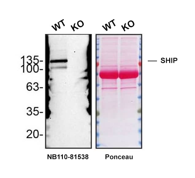 Western blot shows lysates of iPSC-derived microglia and SHIP knockout iPSC-derived microglia (KO). Nitrocellulose membrane was probed with SHIP Antibody (SHIP-01) - BSA Free (Catalog # NB110-81538) followed by HRP-conjugated goat anti-mouse IgG Secondary Antibody. A specific band was detected for SHIP at approximately 135 kDa (as indicated) in the parental iPSC-derived microglia cell line, but is not detectable in knockout iPSC-derived microglia cell line. Primary antibody dilution used: 1/1000. The Ponceau stained transfer of the blot is shown. This experiment was conducted under reducing conditions. Image, protocol, and testing courtesy of YCharOS Inc. See ycharos.com for additional details.