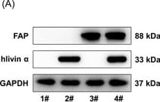 Identification of rAd‐infected DCs in vitro. (A–C) rAd‐FAP, rAd‐hlivin  alpha , and rAd‐FAP/hlivin  alpha  were constructed using mouse FAP cDNA and human livin  alpha  cDNA, and then transduced into mouse bone marrow‐derived DCs, respectively. For evaluation of transduction efficacy, western blot was performed to measure protein expressions of FAP and livin  alpha  in cells, with GAPDH functioned as a loading control. ***p < .001, versus 1#; +++p < .001, versus 2#; ^^^p < .001, versus 3#. DCs, dendritic cells; FAP, fibroblast activation protein‐ alpha ; rAd‐FAP, recombinant adenoviral vector encoding mouse FAP cDNA; rAd‐hlivin  alpha , recombinant adenoviral vector encoding human livin  alpha  cDNA. Image collected and cropped by CiteAb from the following open publication (//pubmed.ncbi.nlm.nih.gov/37773704), licensed under a CC-BY license. Not internally tested by Novus Biologicals.