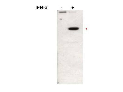 Western blot using Immunochemicals affinity purified anti-Stat2pY690 antibody shows detection of Stat2pY690 protein (arrowhead). Loaded Jurkat cells treated without (left lane) or with (right lane) 1000U/mL of IFN-a for 15 min at 37C. Primary antibody was used at 1:1,000.  Personal Communication, A.Gamero, NCI, Bethesda, MD.