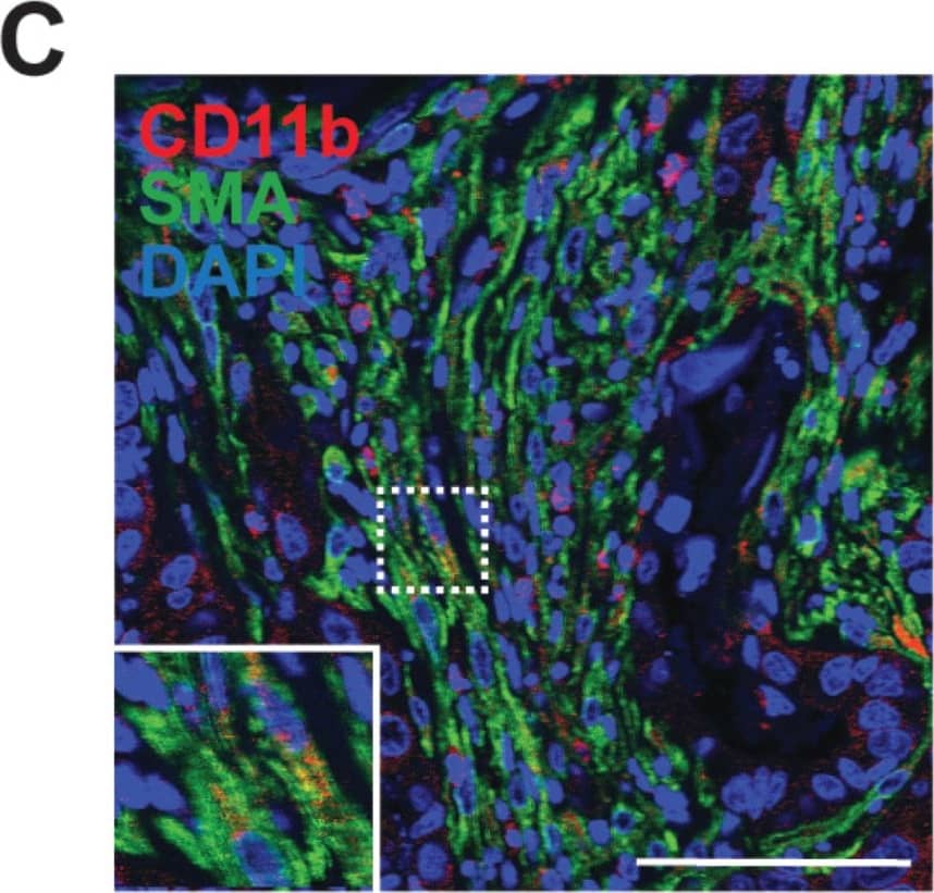 Population of CD11b + myeloid progenitor cells differentiate into SMA + stromal cells within tumors and in vitro. (A) Representative image of red fluorescent protein (RFP) + stromal cells in tumor from CCR2-RFP heterozygous SCID mouse. (B) RFP + SMA + double positive cells within tumor stroma. (C) CD11b + SMA + double positive cells within tumor stroma. (D) CD45 + CD11b + CD34+ myeloid progenitor cells in the mammary gland at 1.5 (n = 5 empty vector (EV), 7 CCL2) and 2.5 weeks (n = 5 EV, 7 CCL2) post-transplantation were quantified by flow cytometry. (E) CD45 + CD11b + CD34 + myeloid progenitor cells in the bone marrow at 1.5 weeks (n = 6 EV, 7 CCL2) and 2.5 weeks (n = 3 mice/group) post-transplantation were quantified by flow cytometry. (F) Representative brightfield image of colony formed by CD45 + CD11b + CD34 + myeloid progenitor cells isolated using fluorescence-activated cell sorting (FACS). (G) Colonies in culture co-stained with SMA and collagen I. Statistical differences determined by Mann–Whitney U test. Magnification bars = 50 um. Image collected and cropped by CiteAb from the following open publication (//pubmed.ncbi.nlm.nih.gov/32731354), licensed under a CC-BY license. Not internally tested by Novus Biologicals.