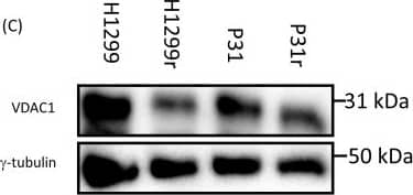 Western Blot: gamma Tubulin Antibody (TU-32) - BSA Free [NB110-90616] - Comparative mitochondrial abundance as measured by citrate synthase activity, abundance of VDAC1 & cytochrome oxidase subunit 4(A) Citrate synthase enzyme activity in the H1299 & H1299r cells. (B) Citrate synthase enzyme activity in the P31 & P31r cells. Data are expressed as mean ± SEM for three separate experiments. Statistical analysis was carried out using the student t-test. *** = p< 0.001, ** = p<0.01. For immunoblots, whole cell lysates were prepared from confluent cultures of H1299, H1299r, P31 & P31r cells. Proteins (90 μg) were resolved in 10% SDS-PAGE gels & transferred to a PVDF membrane. Blots were probed for either VDAC1, cytochrome c oxidase subunit 4 or the loading control  gamma -tubulin. (C) Representative blot of VDAC1 protein expression from three independent experiments. (D) Representative blot of cytochrome c oxidase subunit 4 protein expression from three independent experiments. Image collected & cropped by CiteAb from the following publication (//www.oncotarget.com/lookup/doi/10.18632/oncotarget.21885), licensed under a CC-BY license. Not internally tested by Novus Biologicals.