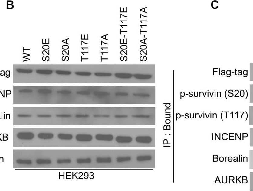 CPC complex formation is highest in S20-T117 double phospho-mimic survivin mutants.A Schematic representation of survivin-mutant plasmids. B–D Immunoblots (B, C) showing the levels of CPC proteins in input (B) and IP-bound (C) samples from cells expressing various survivin-WT and mutant plasmids, and their respective quantification (D). E Bar graphs showing the percentage of cell proliferation in control cells and in cells expressing survivin-WT and mutant plasmids. F Schematic illustration of YM155 treatment schedule in mice bearing tumors and surgically implanted with osmotic pumps. G–J Representative tumor images (G), changes in tumor volume (H), and changes in tumor size (I, J) in mice bearing AA (n = 12) and EA (n = 12) TNBC xenografts. Bars represent mean +/- SEM. Unpaired two-tailed Student’s t-test with Welch’s correction was used to determine statistical significance (*P < 0.05, **P < 0.005, ns = non-significant). Image collected and cropped by CiteAb from the following open publication (//pubmed.ncbi.nlm.nih.gov/36627281), licensed under a CC-BY license. Not internally tested by Novus Biologicals.