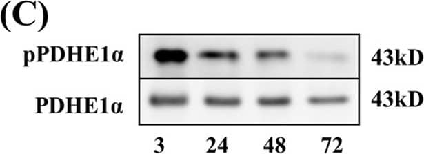 Western Blot: Pyruvate Dehydrogenase E1-alpha subunit [p Ser293] Antibody - BSA Free [NB110-93479] - PDK4 expression during syncytialization of human placental trophoblasts. (A) Changes of the RPKM values for PDK family members in trophoblasts before (red column, 3 hours) & after (blue column, 48 hours) syncytialization. (B) Changes in PDK4 mRNA (black column, n = 4) & protein (white column, n = 4) abundance during syncytialization. (C) Changes in the phosphorylation of PDHE1 alpha  during syncytialization n = 4. (D) Representative images showing intense staining of PDK4 (red) in the cytotrophoblast layer & weak staining of PDK4 in the syncytial layer of human chorionic villi at early gestation. The syncytial & cytotrophoblast layers were labeled with  beta -hCG (green) & SPINT1 (green) respectively. Nuclei were counterstained with DAPI (blue). n = 3; *P < 0.05; **P < 0.01; ***P < 0.001 against 3 hours; n.s., not significant. Image collected & cropped by CiteAb from the following publication (//www.nature.com/articles/s41598-017-09163-8), licensed under a CC-BY license. Not internally tested by Novus Biologicals.