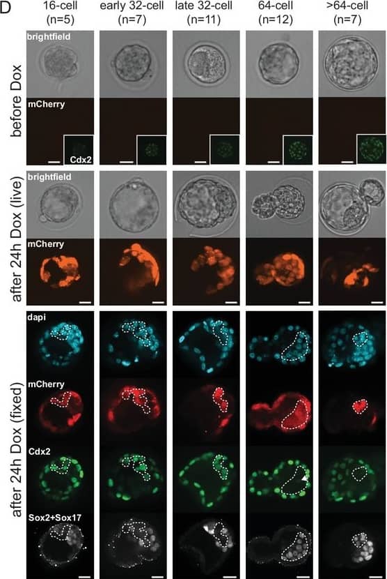 Immunocytochemistry/ Immunofluorescence: LRP2 Antibody (CD7D5) - Azide and BSA Free [NB110-96417] - ICM & TE progenitors show loss of responsiveness to Hippo signaling manipulation at the same time as they loose responsiveness to positional changes. (D) Dox-inducible DN Lats2-IRES-mCherry transgenic embryos imaged before Dox treatment (top panel) & the same embryo was imaged following 24 hr of Dox live (middle panel) & fixed/stained for lineage markers (bottom panel). A representative embryo is shown for each stage. Live mCherry is shown as an extended focus image, IF stainings shown as single plane images. mCherry positive ICMs in mosaic transgenic embryos circled with a dotted line. Arrow points to a rare ICM cell in a 64 cell stage-induced embryo with weak Cdx2 expression, which also co-expressed an ICM marker. Scale bar: 25 µm. n indicates number of transgenic embryos analyzed. Image collected & cropped by CiteAb from the following publication (//elifesciences.org/articles/22906), licensed under a CC-BY license. Not internally tested by Novus Biologicals.