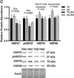 Effects of 7-d dirual HS and ZEN treatment on glycolytic skeletal muscle. (A) After 7 d of HS, relative protein abundance of MDA- and 4-HNE-modified proteins was similar between all groups. (B) Antioxidant enzymes relative protein abundance were assessed via western blotting. Treatment with ZEN decreased protein abundance in GPX1; however, all other antioxidant enzymes were similar between groups (n = 6–7/group). (C) Relative protein abundance of select HSPs following environmental HS and ZEN exposure. Ponceau S Stain (PonS) was used as a loading control. Values represent the mean +/- SEM. Groups were compared using a 2 × 2 ANOVA; a main effect of environment (P < 0.05) and/or a main effect of zearalenone (ZEN) (P < 0.05) is indicated. Similar groups are indicated by the same letter where appropriate, with differences determined by a Newman–Keuls post hoc test. Image collected and cropped by CiteAb from the following open publication (//pubmed.ncbi.nlm.nih.gov/35908787), licensed under a CC-BY license. Not internally tested by Novus Biologicals.