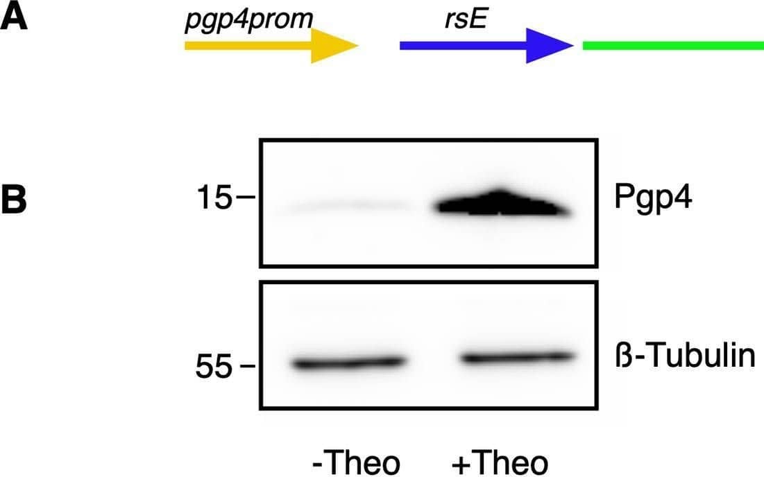 Characterization of p2TK2-SW2-nprom-E-pgp4-flag.A) Schematic of the nprom-E-pgp4-flag construct consisting of the native pgp4 promoter, the riboE riboswitch (rsE), and the pgp4 ORF with an inframe 3x flag tag. B) Anti-flag western blot of Cos-7 cells infected with L2-nprom-E-pgp4-flag comparing expression of theophylline treated and untreated cultures. Cells were induced or not with 0.5mM theophylline at 16 hpi and proteins were harvested at 30 hpi. A  beta -tubulin I western blot served as a loading control. C) Confocal micrographs of Cos-7 cells infected with L2-nprom-E-pgp4-flag, induced or not with 0.5 mM theophylline at 16 hpi and fixed and stained with DAPI to detect DNA. The flag tag was detected using a primary antibody to the tag and an alexa 488 anti-mouse secondary antibody (green). Size bar = 10 μm. D) Cos-7 cells were infected with L2-nprom-E-pgp4-flag and the production of infectious progeny was determined at 48 hpi after 0.5 mM theophylline induction or vehicle only. E) Iodine staining of glycogen in the inclusion of Cos-7 cells infected with L2-nprom-E-pgp4-flag after 0.5 mM theophylline induction at 16 hpi or vehicle only. Arrows indicate the location of the chlamydial inclusions. Asterisk denotes p-value < 0.05. Error bars = SEM. Image collected and cropped by CiteAb from the following open publication (//pubmed.ncbi.nlm.nih.gov/35085261), licensed under a CC-BY license. Not internally tested by Novus Biologicals.