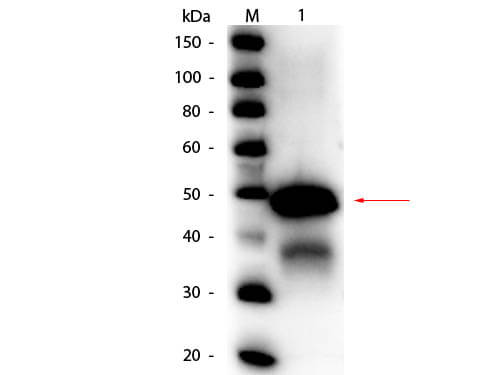 Western Blot of Rabbit anti-Ovalbumin Peroxidase Conjugated Antibody.  Lane 1: Ovalbumin (Hen Egg).  Load: 50 ng per lane. Primary antibody: Rabbit anti-Ovalbumin Peroxidase Conjugated Antibody at 1:1,000 overnight at 4C. Secondary antibody: none Block for 30 min at RT. Predicted/Observed size: 43 kDa, 43 kDa for Ovalbumin. Other band(s): Ovalbumin splice variants and isoforms.