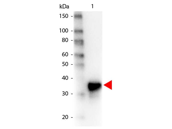 Western Blot of Peroxidase conjugated Goat anti-Pepsin antibody.  Lane 1: Pepsin.  Lane 2: none.  Load: 100 ng per lane. Primary antibody: none. Secondary antibody: Peroxidase goat pepsin antibody at 1:1,000 for 60 min at RT Block for 30 min at RT. Predicted/Observed size: 35 kDa for Pepsin. Other band(s): none.