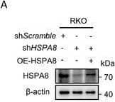 HSPA8 promotes epithelial‐mesenchymal transition in BRAF V600E CRC cells. A) Immunoblotting analysis of RKO cells stably expressing shScramble, shHSPA8, or shHSPA8+OE‐HSPA8. B) Immunoblotting analysis of HT29 cells stably expressing vector or HSPA8. C,D) Immunoblotting analysis of the effects of HSPA8 on the expression of EMT marker proteins in RKO and HT29 cells. E–H) Transwell assay showing the migration and invasion ability of RKO cells transfected with shScramble, shHSPA8, or shHSPA8+OE‐HSPA8 and HT29 cells stably expressing vector or HSPA8. Scale bar: 100 um. I–L) Wound healing assay showing the migration of RKO cells transfected with shScramble, shHSPA8, or shHSPA8+OE‐HSPA8 and HT29 cells stably expressing vector or HSPA8 after 24 h. Scale bar: 200 um. M–P) Transwell assays showing the effects of HSPA8 and Dabrafenib/Encorafenib on cell migration and invasion. Scale bar: 100 um. Q–S) Representative images of the colony formation of the indicated cells and quantification of clone numbers. ***P < 0.001, **P < 0.01, *P < 0.05, and data are the mean +/- SEM from at least three independent experiments. Image collected and cropped by CiteAb from the following open publication (//pubmed.ncbi.nlm.nih.gov/37973552), licensed under a CC-BY license. Not internally tested by Novus Biologicals.