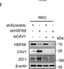 Western Blot HSPA8/HSC71/Hsc70 Antibody (13D3)