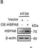 Western Blot HSPA8/HSC71/Hsc70 Antibody (13D3)