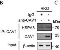 Western Blot HSPA8/HSC71/Hsc70 Antibody (13D3)