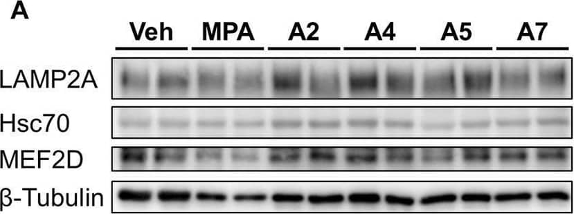 Effects of ar-turmerone analogs on the expression of CMA-related proteins and mRNAs in SH-SY5Y cells stably expressing GAPDH-HT. (A) Representative immunoblot images of LAMP2A, Hsc70, MEF2D, and  beta -tubulin in cells treated with vehicle, 5 μM MPA, or ar-turmerone analogs (20 μM) for 24 h. (B) Quantitative analyses of the immunoreactive bands of LAMP2A, Hsc70, and MEF2D. The band intensities were normalized with the bands of  beta -tubulin as an internal control. Data are presented as the mean +/- SEM of four different samples. *p < 0.05, **p < 0.01, ***p < 0.001 vs. vehicle (one-way ANOVA, followed by a post hoc Tukey test). (C) The mRNA amounts of LAMP2A, LAMP2B, LAMP1, HSPA8 (Hsc70), TFEB, and MEF2D were quantified with RT-qPCR. Cells were treated with vehicle, 20 μM A2, or 20 μM A4 for 24 h. The data are presented as the mean +/- SEM of four independent samples. *p < 0.05, **p < 0.01, ***p < 0.001 vs. vehicle (one-way ANOVA, followed by a post hoc Tukey test). Image collected and cropped by CiteAb from the following open publication (//www.frontiersin.org/articles/10.3389/fcell.2024.1418296/full), licensed under a CC-BY license. Not internally tested by Novus Biologicals.