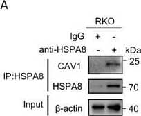 HSPA8 interacts with CAV‐1 through the KIFSN motif. A,B) The interaction between HSPA8 and CAV1 in RKO cells was determined by co‐IP assays. C,D) The interaction between myc‐HSPA8 and HA‐CAV1 in HEK293T cells was determined by co‐IP assays. E) KFERQ‐like motifs within the protein sequence of CAV1 were identified using KFERQ finder software v0.8. F) Molecular docking of 3D structures predicts the binding of the CAV1 KIFSN motif (yellow) with HSPA8. G) A schematic representation of HA‐CAV1 with full length (WT) and KIFSN motif deletion (Del). H,I) The interaction between myc‐HSPA8 and HA‐CAV1 (WT or Del) in HEK293T cells was determined by co‐IP assays. J) The interaction between HSPA8 and HA‐CAV1 with the S168A or S168D mutation in HEK293T cells was determined by co‐IP assays. K) Potential kinases to phosphorylate the CAV1 S168 site predicted by NetPhos 3.1. L) The interaction between HA‐CAV1 and p38 in HEK293T cells transfected with siNC or siMAPK14 was determined by co‐IP assays. Image collected and cropped by CiteAb from the following open publication (//pubmed.ncbi.nlm.nih.gov/37973552), licensed under a CC-BY license. Not internally tested by Novus Biologicals.