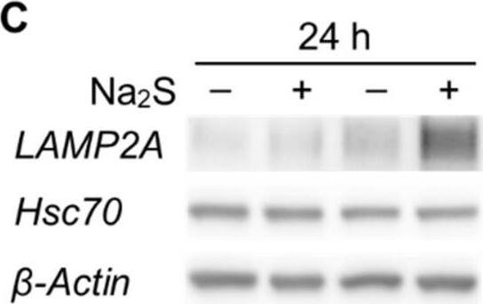 Effect of Na2S on the amounts of Nrf2 and CMA-related proteins in AD293 cells. (A) Immunoblot analyses of Nrf2 and  beta -actin in cell lysates from AD293 cells treated with Na2S (10 μM) for 4 and 24 h. (B) Quantitative analyses of Nrf2 amounts from the immunoblot results shown in A. (C) Immunoblot analyses of CMA-related proteins (LAMP2A, Hsc70) and  beta -actin in cell lysates from AD293 cells treated with Na2S (10 μM) for 24 h. (D) Quantitative analyses of LAMP2A and Hsc70 amounts from the immunoblot results shown in C. (E) Immunoblot analyses of a CMA/mA substrate (MEF2D) and  beta -actin in cell lysates from AD293 cells treated with Na2S (10 μM) for 24 h. (F) Quantitative analysis of MEF2D amount from the immunoblot results shown in F. Whole blot images are presented in Figure S5. Amounts of  beta -actin were used as internal controls for quantification. Numbers in the columns represent the number of samples. * p < 0.05, *** p < 0.001 (unpaired t-test). Image collected and cropped by CiteAb from the following open publication (//pubmed.ncbi.nlm.nih.gov/35406792), licensed under a CC-BY license. Not internally tested by Novus Biologicals.