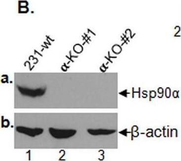 The “eHsp90 alpha  > LRP-1 autocrine loop