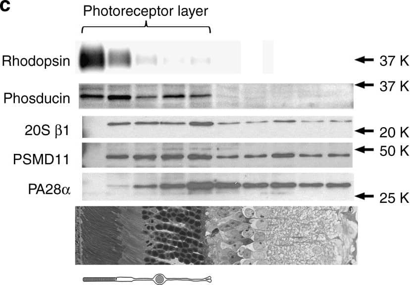 Western Blot: PA28 Activator beta Subunit/PSME2 Antibody [NB120-2940] - Proteasome composition of the mouse retina. a The molar ratio among 20S, 19S, & 11S proteasomal components determined by quantitative mass spectrometry. Data are shown as mean ± SEM; n = 3. b Fractionation of proteasome components in retinal extracts from 1-month-old mice (200 μg total protein) by size-exclusion chromatography on a Superose-6 column. Proteins in 0.5 ml fractions were probed by western blotting using antibodies against  beta 1 subunit of the 20S proteasome core, PSMD11 subunit of the 19S proteasome cap, & PA28 alpha  subunit of the 11S cap. Data are taken from one of the four similar experiments. c The distribution of  beta 1, PSMD11, & PA28 alpha  in 20 μm serial tangential sections throughout the entire WT mouse retina. Each section was solubilized in 30 μl SDS-PAGE sample buffer for analysis. Proteins were visualized by western blotting using the ECL technique. Rhodopsin was used as a photoreceptor outer segment marker; phosducin was used as a marker of the entire photoreceptor layer. Data are taken from one of two similar experiments. A representative retinal cross-section is shown below western blot panes; the corresponding position of the photoreceptor cells is illustrated by a cartoon Image collected & cropped by CiteAb from the following publication (//www.nature.com/articles/s41467-018-04117-8), licensed under a CC-BY license. Not internally tested by Novus Biologicals.