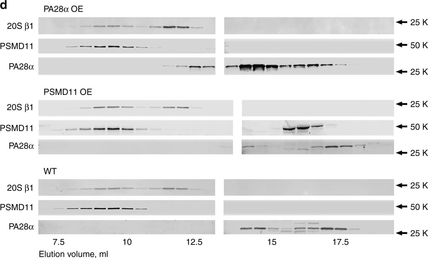 Western Blot: PA28 Activator beta Subunit/PSME2 Antibody [NB120-2940] - Characterization of PA28 alpha  & PSMD11 overexpressing (OE) mice. a Western blots of proteasomal subunits in retinal lysates containing 30 μg total protein. Bands were visualized using the LiCor Odyssey imaging system. Each protein was analyzed in at least 3 pairs of 1-month-old WT & overexpressing animals. b Retinal morphology of 3-month-old overexpressing & WT mice. Retinas were embedded in plastic, 1 μm cross-sections were stained by toluidine blue & analyzed by light microscopy. Data are taken from one of the five similar experiments; scale bar: 20 μm. c Chymotrypsin-like proteasomal activity in retinal extracts from 1-month-old overexpressing & WT mice; measurements were performed in the presence or absence of ATP, as indicated. The number of measurements was 10, 7, & 5 for WT, PA28 alpha  overexpressing, & PSMD11 overexpressing mice, respectively. The data are shown as mean ± SEM; p values determined across individual preparations are indicated in the text. d Fractionation of proteasomal components in retinal extracts from 2-month-old overexpressing & WT mice by size-exclusion chromatography on a Superose-6 Increase column. Proteins in 0.5 ml fractions were probed by western blotting using antibodies against the  beta 1 subunit of the 20S proteasome core, PSMD11 subunit of the 19S proteasome cap, & PA28 alpha  subunit of the11S cap. Data are taken from one of the three similar experiments Image collected & cropped by CiteAb from the following publication (//www.nature.com/articles/s41467-018-04117-8), licensed under a CC-BY license. Not internally tested by Novus Biologicals.