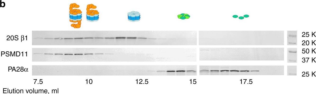 Western Blot: PA28 Activator beta Subunit/PSME2 Antibody [NB120-2940] - Proteasome composition of the mouse retina. a The molar ratio among 20S, 19S, & 11S proteasomal components determined by quantitative mass spectrometry. Data are shown as mean ± SEM; n = 3. b Fractionation of proteasome components in retinal extracts from 1-month-old mice (200 μg total protein) by size-exclusion chromatography on a Superose-6 column. Proteins in 0.5 ml fractions were probed by western blotting using antibodies against  beta 1 subunit of the 20S proteasome core, PSMD11 subunit of the 19S proteasome cap, & PA28 alpha  subunit of the 11S cap. Data are taken from one of the four similar experiments. c The distribution of  beta 1, PSMD11, & PA28 alpha  in 20 μm serial tangential sections throughout the entire WT mouse retina. Each section was solubilized in 30 μl SDS-PAGE sample buffer for analysis. Proteins were visualized by western blotting using the ECL technique. Rhodopsin was used as a photoreceptor outer segment marker; phosducin was used as a marker of the entire photoreceptor layer. Data are taken from one of two similar experiments. A representative retinal cross-section is shown below western blot panes; the corresponding position of the photoreceptor cells is illustrated by a cartoon Image collected & cropped by CiteAb from the following publication (//www.nature.com/articles/s41467-018-04117-8), licensed under a CC-BY license. Not internally tested by Novus Biologicals.