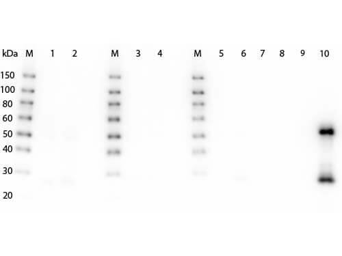Western Blot of Goat anti-Goat F(ab')2 anti-Mouse IgG (H+L) Secondary Antibody [HRP] (Pre-adsorbed) Pre-Absorbed. Lane 1: Rabbit Serum. Lane 2: Rabbit Serum. Lane 3: Human Serum. Lane 4: Human Serum. Lane 5: Human IgG. Lane 6: Rat IgG. Lane 7: Bovine IgG. Lane 8: Horse IgG. Lane 9: Rabbit IgG. Lane 10: Mouse IgG. Load: Lane 1, 3 - 2 uL, Lane 2, 4 - 5 uL, Lanes 5 through 10 - 100 ng. Primary Antibody: none Secondary Antibody: Goat anti-Goat F(ab')2 anti-Mouse IgG (H+L) Secondary Antibody [HRP] (Pre-adsorbed) Pre-Absorbed at 1:5,000 for 1 HR at RT. Block for 30 min at RT. Predicted/Observed size: 55, 25 kDa for Mouse IgG.