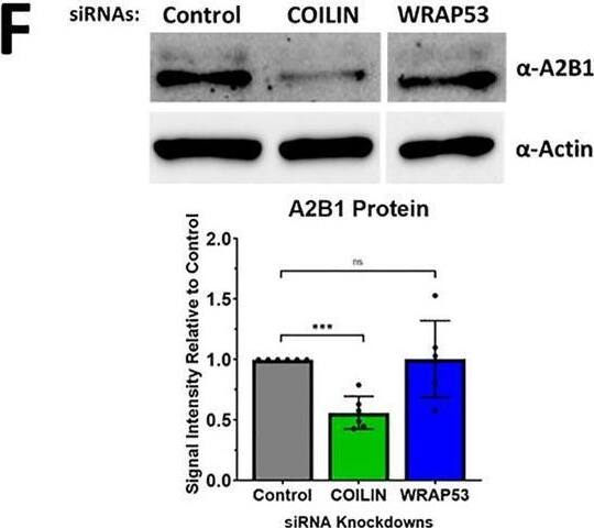 Western Blot hnRNP A2B1 Antibody (DP3B3) - BSA Free