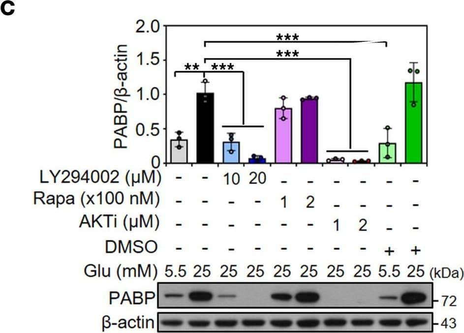 Western Blot PABP Antibody (10E10) - BSA Free