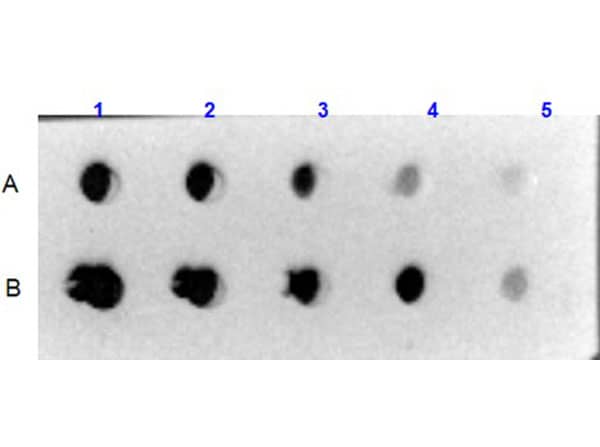 Dot Blot results using Collagen VI Antibody - BSA Free. Sample: A) Human Collagen VI , B) Bovine/Human Collagen VI .Load: 1) 1000ng, 2) 333.33ng, 3) 111.11ng, 4) 37.03ng, 5) 12.35ng.Primary Antibody: Collagen VI Antibody - BSA Free at 5µg/mL at RT for 1hr. Secondary Antibody: Goat Anti-Rabbit IgG HRP Conjugated 1:40,000 at RT for 30mins. Blocking: Blocking Bufferat RT for 30mins.