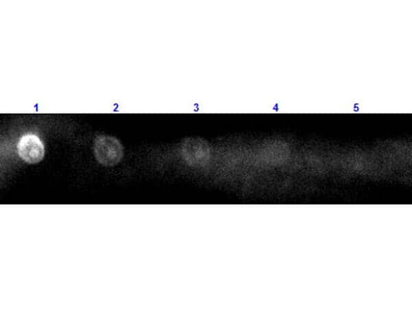 Dot Blot results of Rabbit Rabbit anti-Sheep IgG (H+L) Secondary Antibody [Rhodamine]d. Dots are Sheep IgG at (1) 100ng, (2) 33.3ng, (3) 11.1ng, (4) 3.70ng, (5) 1.23ng. blocking for 30 min at RT. Primary Antibody: none. Secondary Antibody: Rabbit Anti-Sheep IgG TRITC at 1ug/mL for 1hr at RT. Imaged with BioRad ChemiDoc, Rhodamine filter.