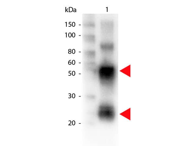 Western Blot of Biotin conjugated Rabbit anti-Swine antibody.  Lane 1: Swine IgG.  Lane 2: none.  Load: 100 ng per lane. Primary antibody: Biotin conjugated swine antibody at 1:1,000 for overnight at 4C. Secondary antibody: HRP Streptavidin secondary antibody at 1:40,000 for 30 min at RT. Block for 30 min at RT. Predicted/Observed size: 55 and 28 kDa for Swine IgG. Other band(s): none.