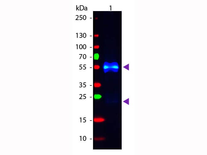 Western Blot of Fluorescein conjugated Donkey anti-Rabbit IgG secondary antibody. Lane 1: Rabbit IgG.  Lane 2: none.  Load: 50 ng per lane. Primary antibody: none. Secondary antibody: Fluorescein donkey secondary antibody at 1:1,000 for 60 min at RT. Block for 30 min at RT. Predicted/Observed size: 25 & 55 kDa, 25 & 55 kDa for Rabbit IgG. Other band(s): none.