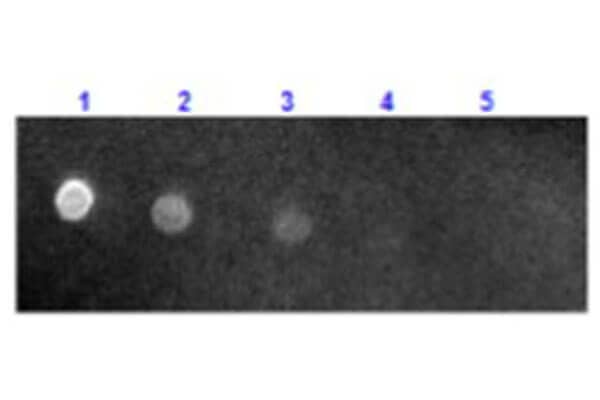 Dot Blot results of Sheep Sheep anti-Mouse IgG (H+L) Secondary Antibody [Texas Red]. Dots are Mouse IgG: (1) 100ng, (2) 33.3ng, (3) 11.1ng, (4) 3.70ng, (5) 1.23ng. Primary Antibody: none. Secondary Antibody: Sheep Sheep anti-Mouse IgG (H+L) Secondary Antibody [Texas Red] at 1ug/mL in 1hr RT. Imaged with BioRad ChemiDoc, DyLight(TM) 549 filter.