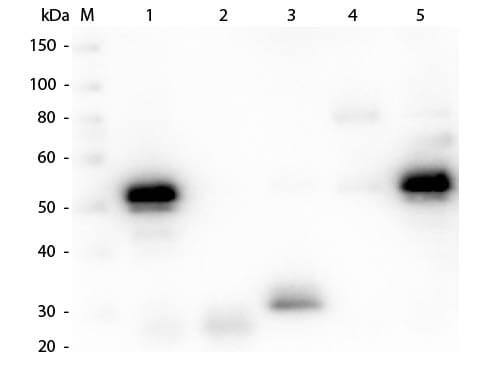 Western Blot of Chicken anti-Rabbit IgG (H+L) Secondary Antibody [Rhodamine] 