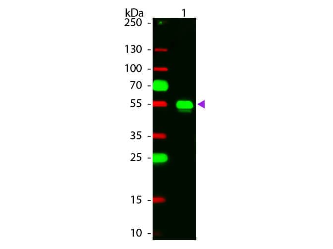 Western Blot of Chicken anti-Rabbit IgG Rhodamine Conjugated Secondary Antibody.  Lane 1: Rabbit IgG.  Lane 2: None.  Load: 50 ng per lane. Primary antibody: None. Secondary antibody: Rhodamine chicken secondary antibody at 1:1,000 for 60 min at RT. Block for 30 min at RT. Predicted/Observed size: 28 & 55 kDa, 55 kDa for Rabbit IgG. Other band(s): None.