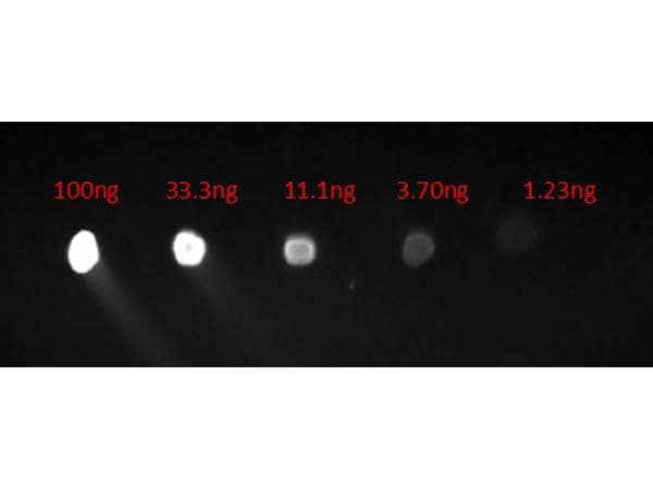 Dot Blot of Chicken anti-Human IgG (H+L) Secondary Antibody [FITC]. Lane 1: 100ng. Lane 2: 33.3ng. Lane 3: 11.1ng. Lane 4: 3.7ng. Lane 5: 1.23ng. Secondary Antibody: Ch-a-Hu IgG FITC Conj 1ug/mL. Blocking Buffer: BlockOut for 30 min at RT.