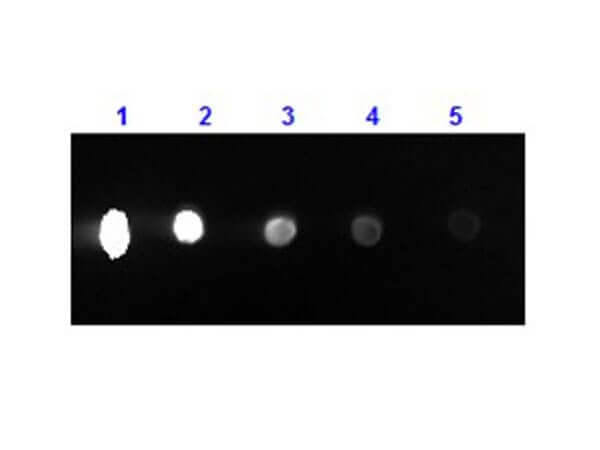 Dot Blot results of Rabbit Rabbit F(ab')2 anti-Mouse IgG (H+L) Secondary Antibody [PE] (Pre-adsorbed). Dots are Mouse IgG at (1) 100ng, (2) 33.3ng, (3) 11.1ng, (4) 3.70ng, (5) 1.23ng. blocking for 60 min at RT. Primary Antibody: none. Secondary Antibody: Rabbit F(ab')2 Anti-Mouse IgG Antibody RPE at 1ug/mL for 1hr at RT. Imaged with BioRad ChemiDoc, Rhodamine filter.