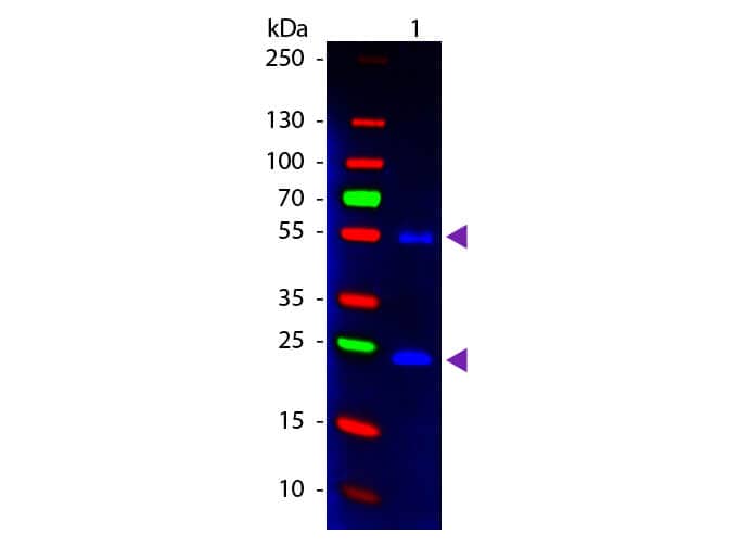 Western Blot of Donkey anti-Mouse IgG Pre-Absorbed Fluorescein Conjugated Secondary Antibody.  Lane 1: Mouse IgG.  Lane 2: None.  Load: 50 ng per lane. Primary antibody: None. Secondary antibody: Fluorescein donkey secondary antibody at 1:1,000 for 60 min at RT. Block for 30 min at RT. Predicted/Observed size: 25 & 55 kDa, 25 & 55 kDa for Mouse IgG. Other band(s): None.