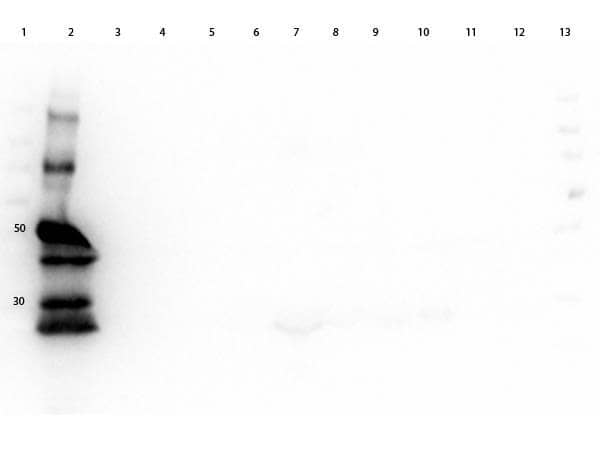 Western Blot of Goat anti-Guinea Pig IgG (H+L) Secondary Antibody [HRP] (Pre-adsorbed). Lane 1: Molecular Weigh Ladder. Lane 2: Guinea Pig IgG. Lane 3: Bovine Serum. Lane 4: Chicken Serum. Lane 5: Goat Serum. Lane 6: Hamster Serum. Lane 7: Horse Serum. Lane 8: Human Serum. Lane 9: Mouse Serum. Lane 10: Rabbit Serum. Lane 11: Rat Serum. Lane 12: Sheep Serum.  Lane 13: MW. Loading: 50ng IgG, Serum at 1:8 dilution. Blocking Buffer: BlockOut for 30 min at RT. Secondary Antibody: Gt-a-GP IgG HRP at 1:40,000.