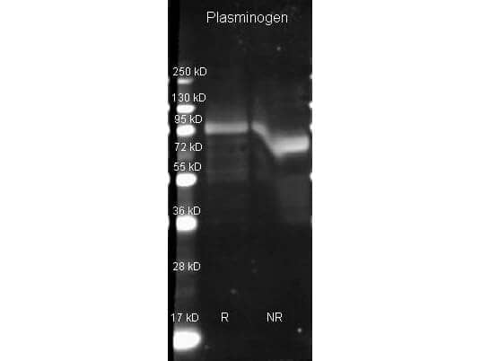  Goat anti Plasminogen antibody ( lot 6571) was used to detect Plasminogen under reducing (R) and non-reducing (NR) conditions. Reduced samples of purified target proteins contained 4% BME and were boiled for 5 minutes. Samples of ~1ug of protein per lane were run by SDS-PAGE. Protein was transferred to nitrocellulose and probed with 1:3000 dilution of primary antibody (ON 4 C in ). Detection shown was using Dylight 649 conjugated Donkey anti goat ( lot 20834 1:10K in TBS/) 1 hr RT. Images were collected using the BioRad VersaDoc System.