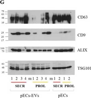 Western Blot: TSG101 Antibody (4A10) [NB200-112] - Characterization of pECs-EVs from different women in secretory & proliferative phase of cycle. Representative TEM images of pECs-EVs from secretory (A,B) & proliferative phase (C,D). Scale bars: 50 nm (A,C); 100 nm (B,D). Representative nanoparticle tracking analysis plots of pECs-EVs from secretory (E) & proliferative phase (F). Western blot showing the presence of different canonical EV markers (CD63, CD9, Alix & TSG101) in secretory & proliferative phase pECs-EVs (n = 4) (G). Negative EV markers used were Calnexin (ER),  beta -tubulin & the cytosolic form of DCXR (H). The same markers were evaluated in pECs protein extract as controls for EV enrichment of these markers. Image collected & cropped by CiteAb from the following publication (//pubmed.ncbi.nlm.nih.gov/32483153), licensed under a CC-BY license. Not internally tested by Novus Biologicals.