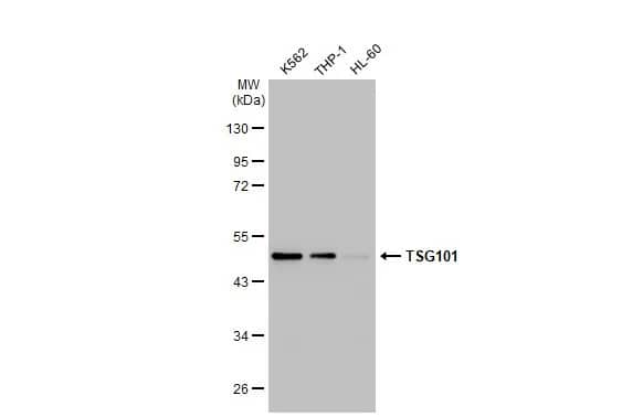 Western Blot: TSG101 Antibody (4A10) [NB200-112] - Various whole cell extracts (30 ug) were separated by 10% SDS-PAGE, and the membrane was blotted with TSG101 antibody [4A10] (NB200-112) diluted at 1:500. The HRP-conjugated anti-mouse IgG antibody  was used to detect the primary antibody.