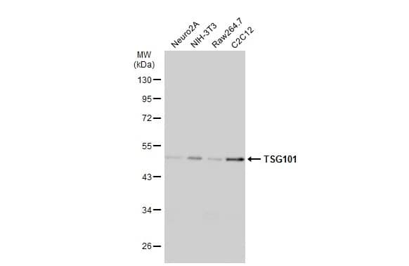 Western Blot: TSG101 Antibody (4A10) [NB200-112] - Various whole cell extracts (30 ug) were separated by 10% SDS-PAGE, and the membrane was blotted with TSG101 antibody [4A10] (NB200-112) diluted at 1:500. The HRP-conjugated anti-mouset IgG antibody  was used to detect the primary antibody.