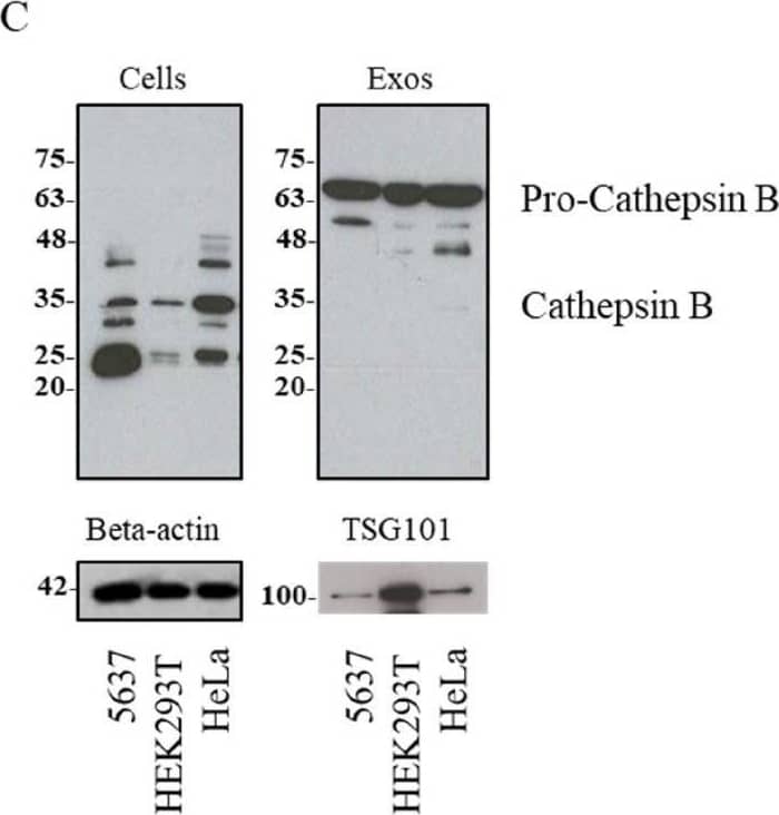 Western Blot TSG101 Antibody (4A10)